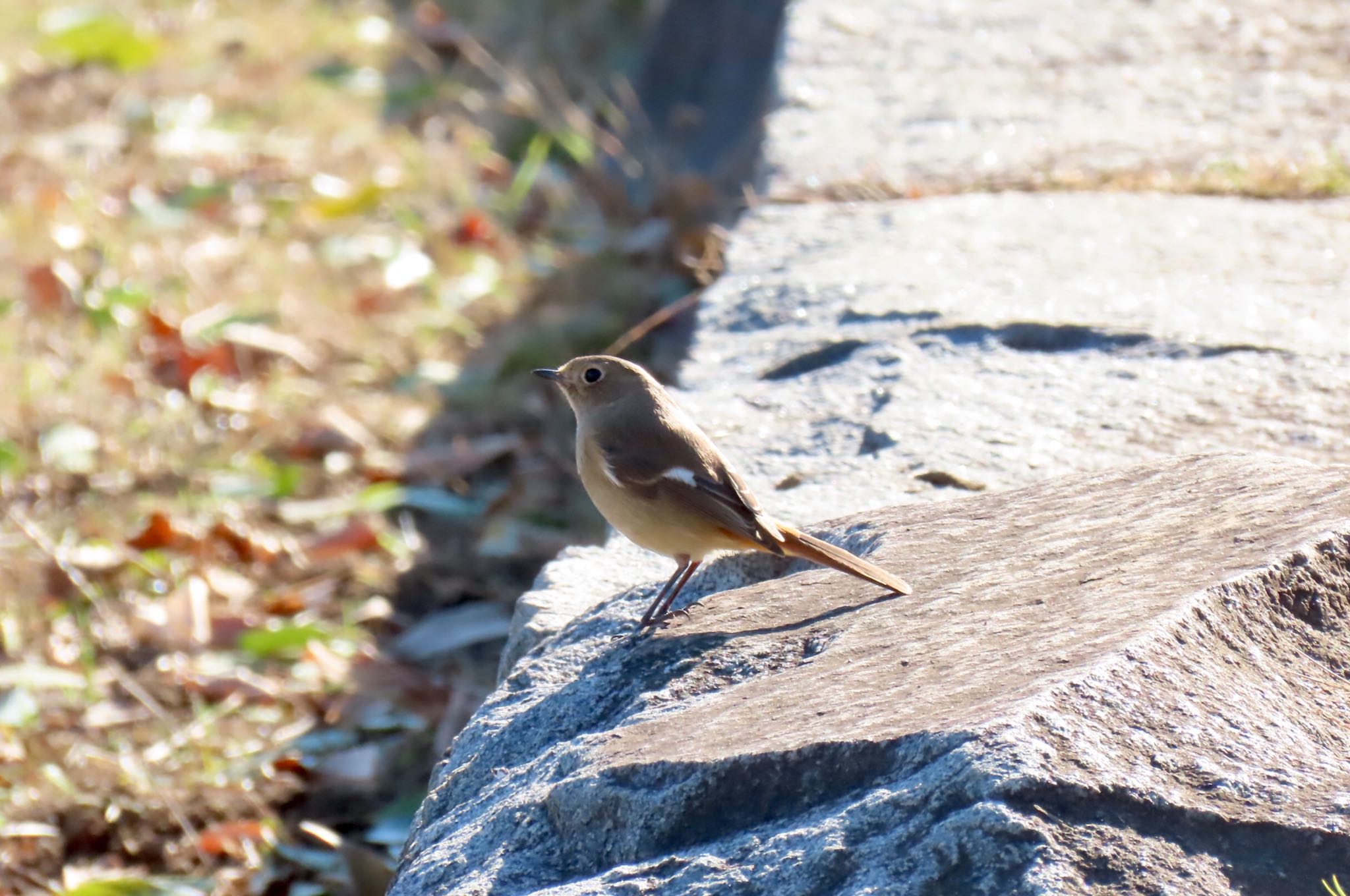 21世紀の森と広場(千葉県松戸市) ジョウビタキの写真 by ちゅーりき