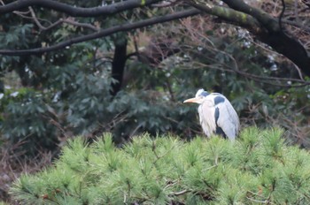 未同定 場所が不明 2020年1月26日(日)