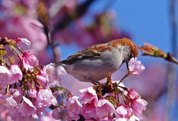 ニュウナイスズメ 場所が不明 2020年3月15日(日)