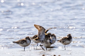 European Golden Plover