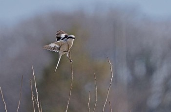 オオカラモズ 場所が不明 撮影日未設定