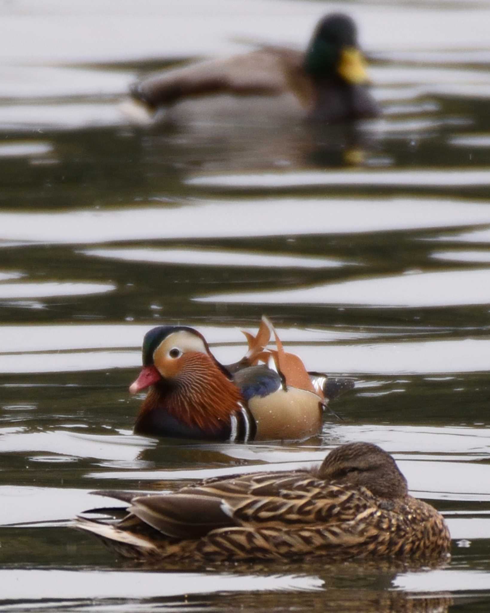 山田池公園 オシドリの写真 by ししまる