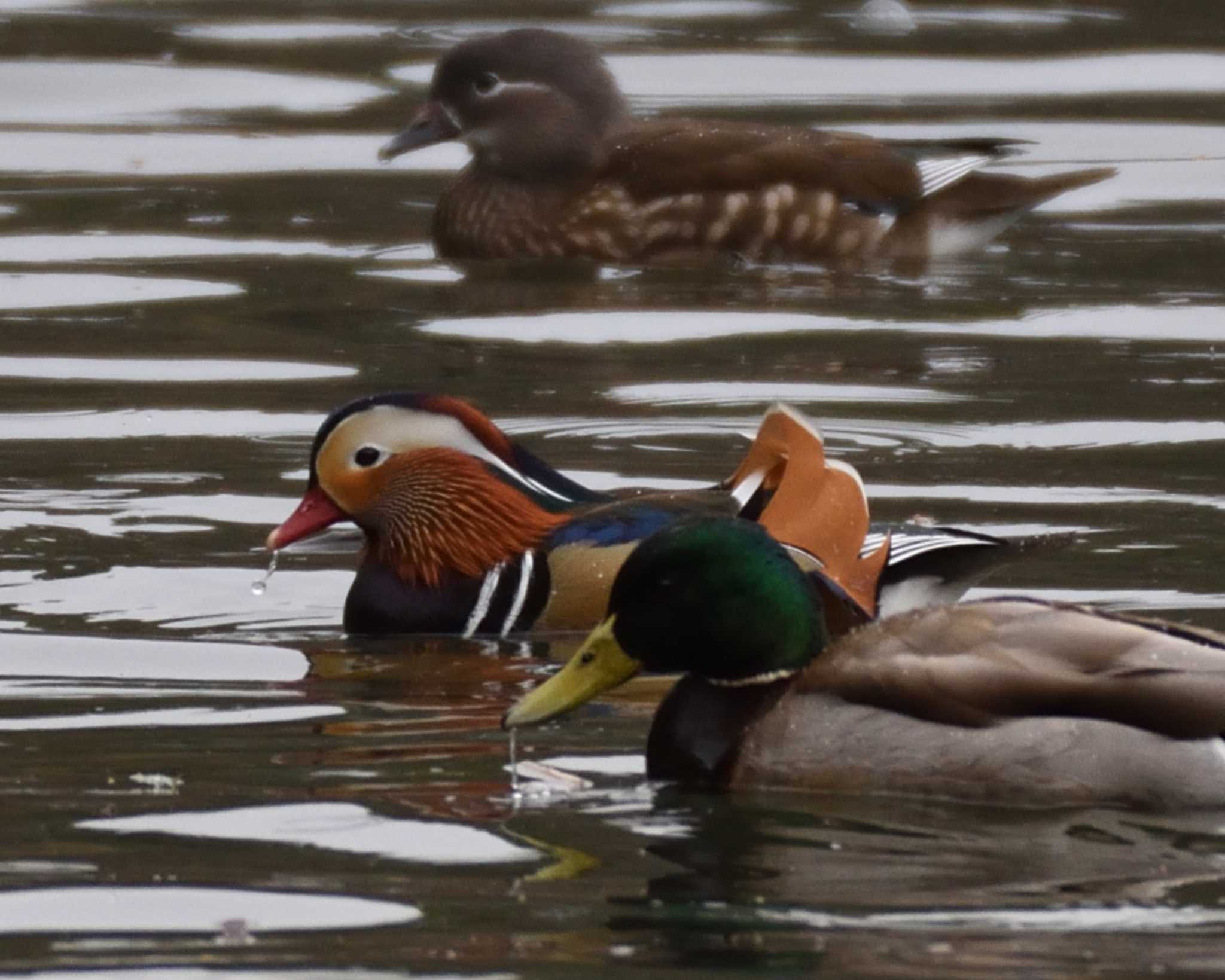 山田池公園 オシドリの写真 by ししまる