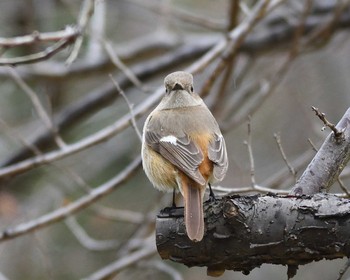 Mon, 3/16/2020 Birding report at 山田池公園