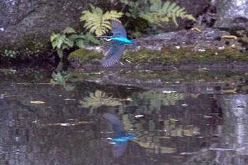 カワセミ 愛知県 知多半島 2020年3月16日(月)