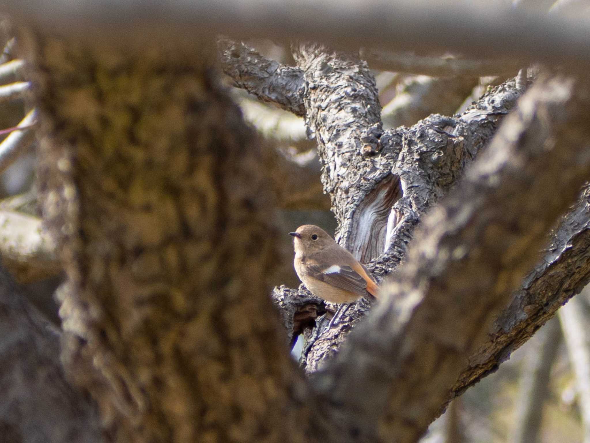 平塚総合公園 ジョウビタキの写真 by Tosh@Bird