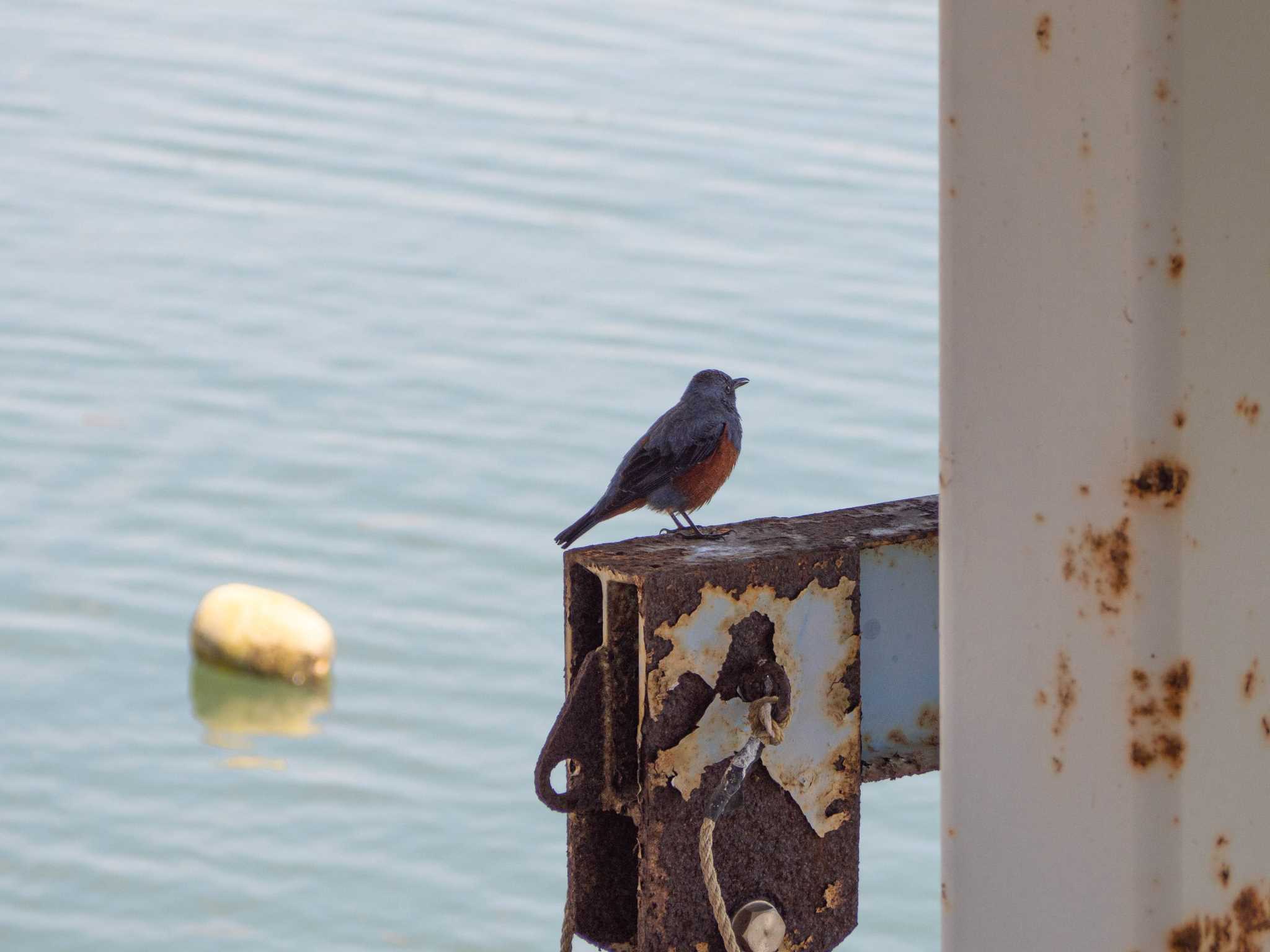 相模川 イソヒヨドリの写真 by Tosh@Bird