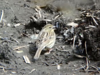 Masked Bunting 三保市民の森 Sun, 3/15/2020