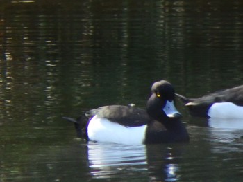 Tufted Duck 都筑中央公園 Thu, 3/12/2020