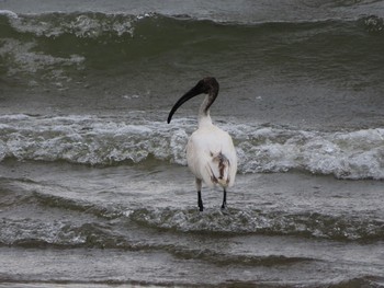 Black-headed Ibis ポロンナルワ Sat, 8/10/2019