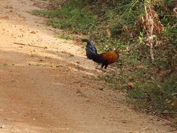 Sri Lanka Junglefowl ミンネリヤ国立公園 Sun, 8/11/2019