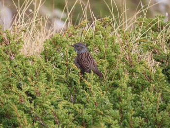 Unknown Species Pirin National Park Mon, 10/7/2019