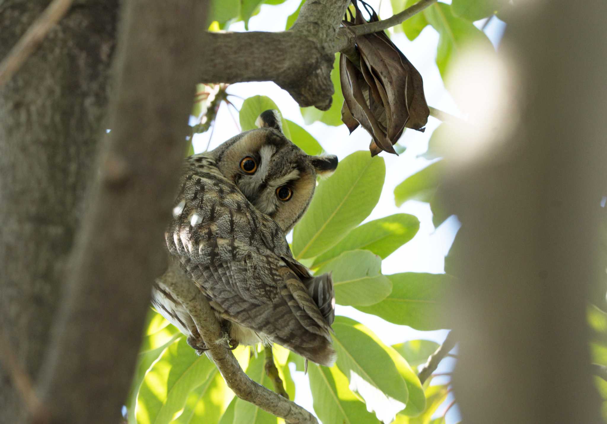  トラフズクの写真 by 倶利伽羅