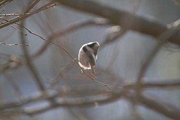 エナガ 柏の葉公園 2016年2月26日(金)