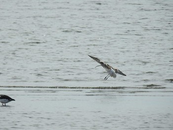 2020年3月15日(日) ふなばし三番瀬海浜公園の野鳥観察記録