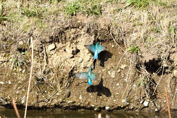 Common Kingfisher Unknown Spots Tue, 3/17/2020
