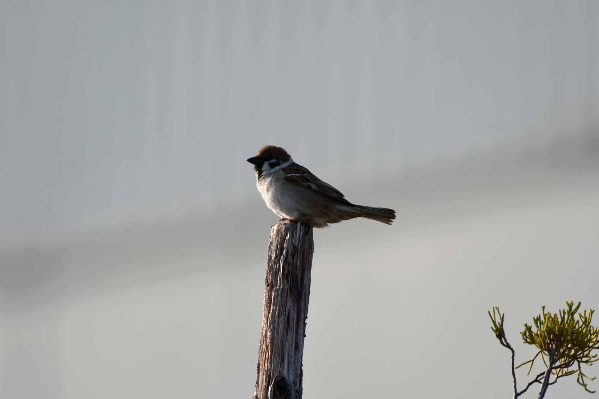 Eurasian Tree Sparrow