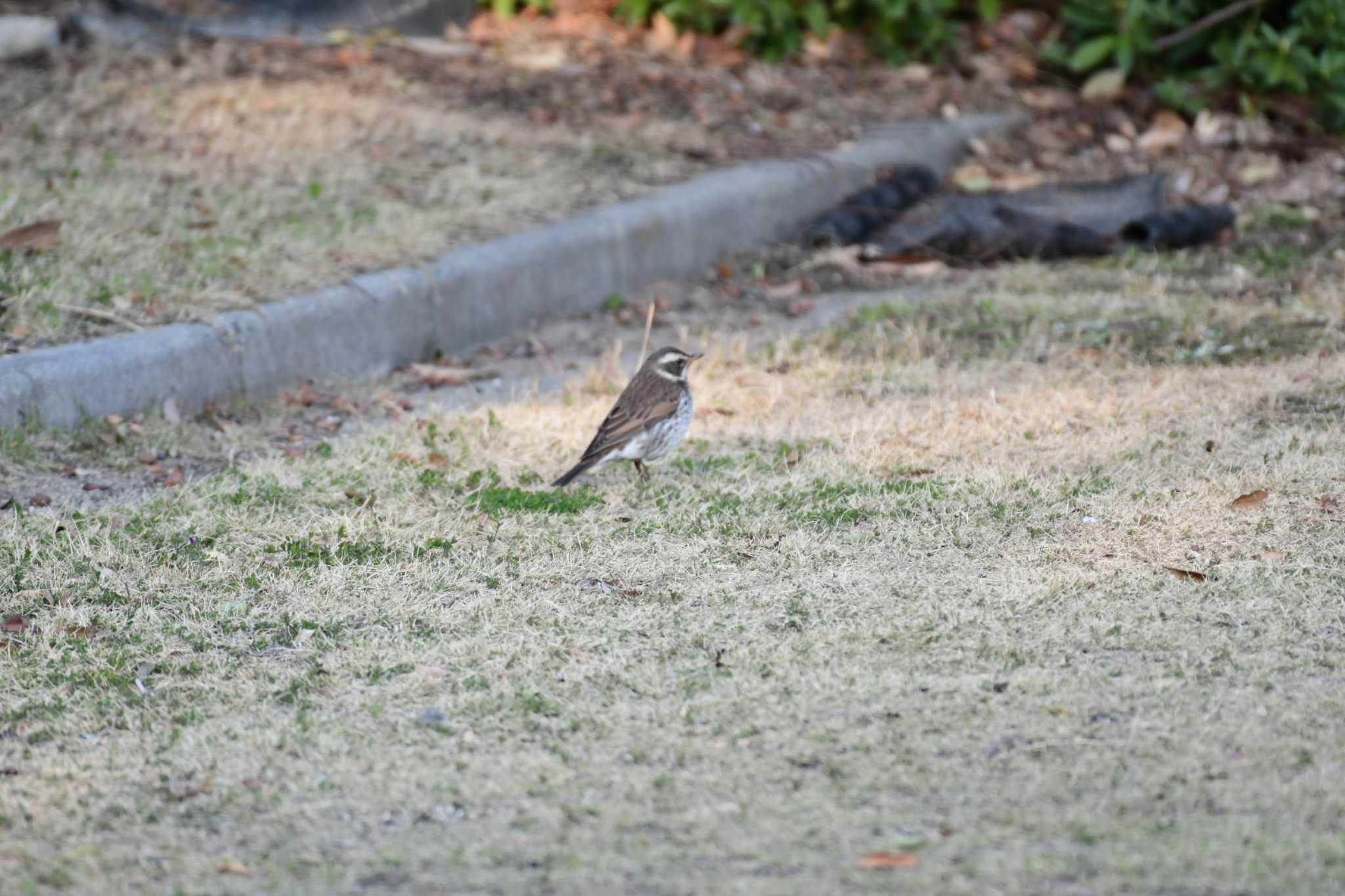 Dusky Thrush