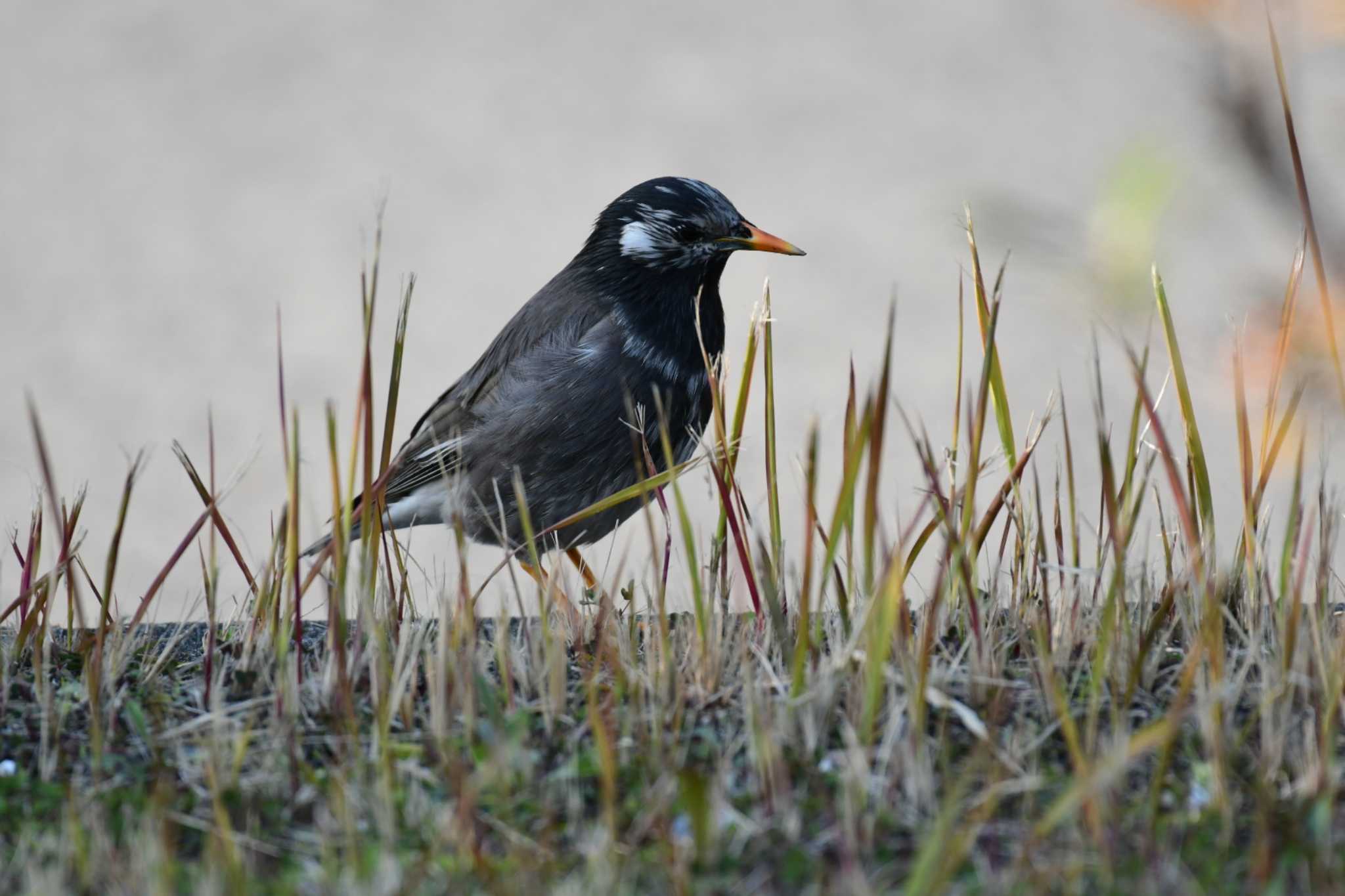 White-cheeked Starling