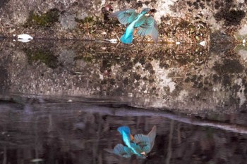 カワセミ 愛知県 知多半島 2020年3月17日(火)