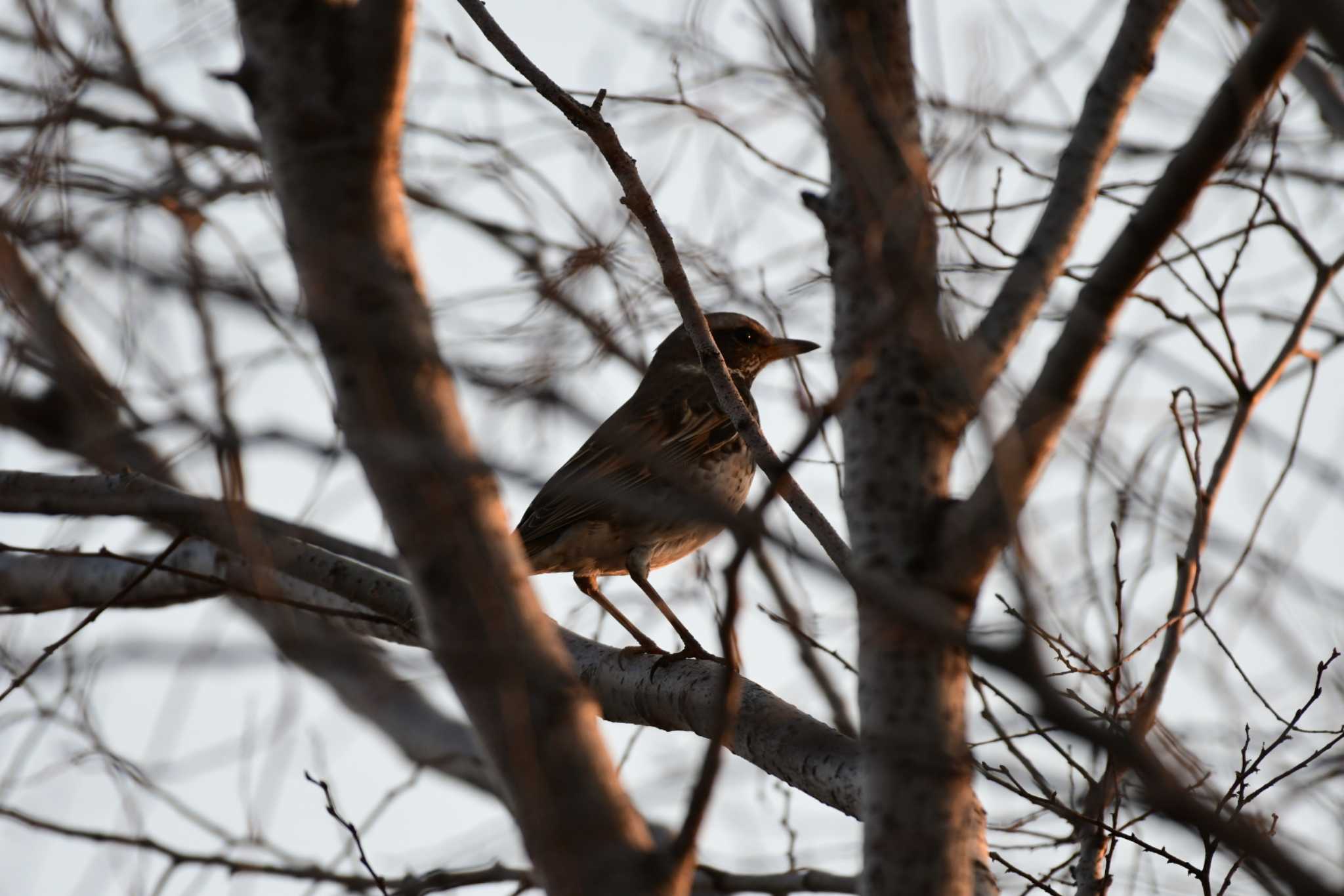 Dusky Thrush