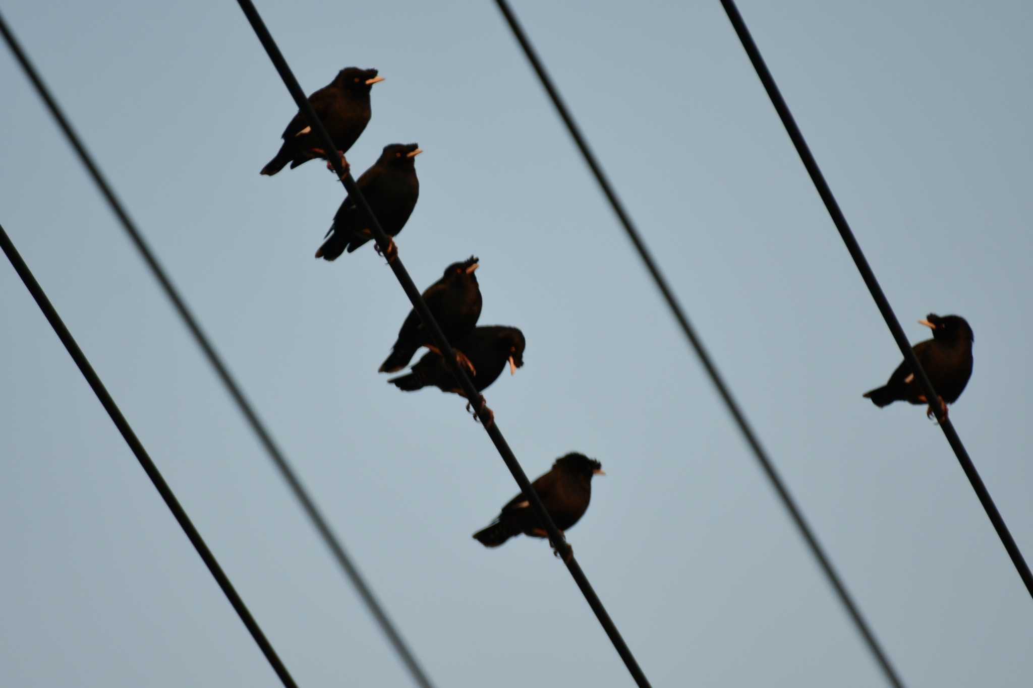 Crested Myna