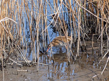 2020年3月17日(火) 境川遊水地公園の野鳥観察記録