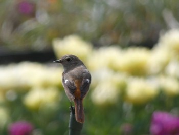 2020年3月17日(火) ダマスクの風の野鳥観察記録