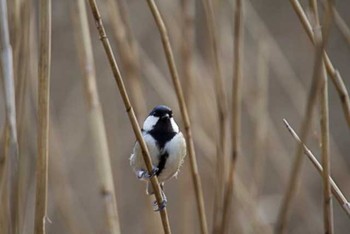 シジュウカラ 柏の葉公園 2016年2月26日(金)