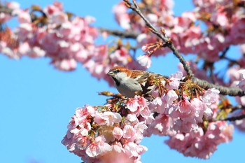 ニュウナイスズメ 場所が不明 2020年3月15日(日)