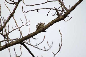 コガラ 柏の葉公園 2016年2月26日(金)