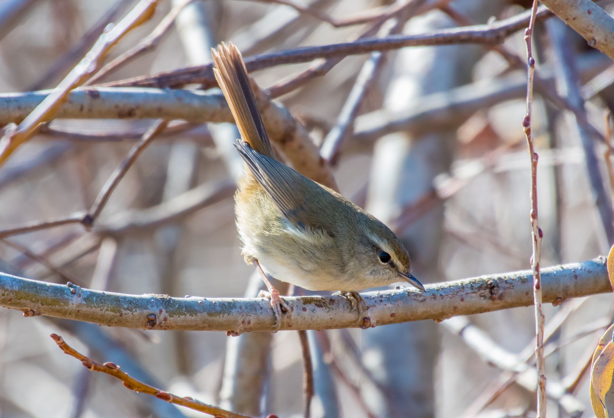 Photo of Japanese Bush Warbler at 浮島ヶ原自然公園 by Jgogo