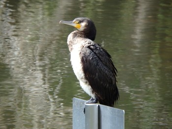 Great Cormorant 都筑中央公園 Tue, 3/17/2020