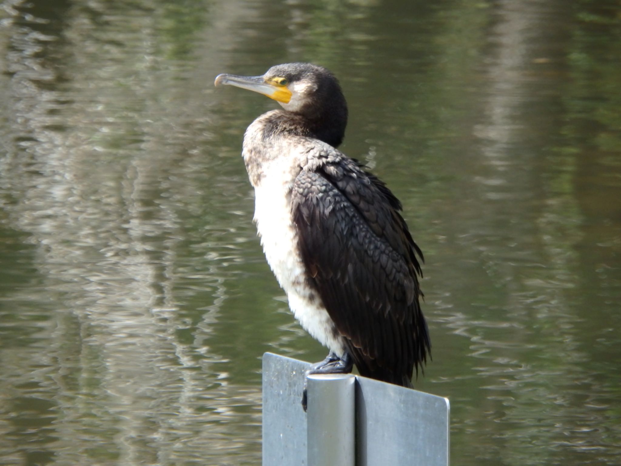 Photo of Great Cormorant at 都筑中央公園 by まさ