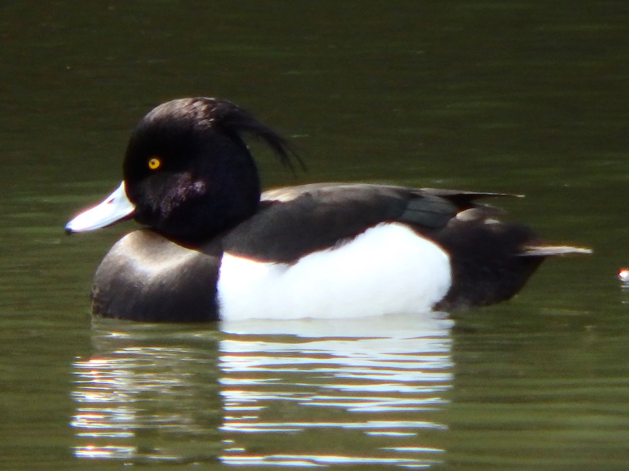 Photo of Tufted Duck at 都筑中央公園 by まさ