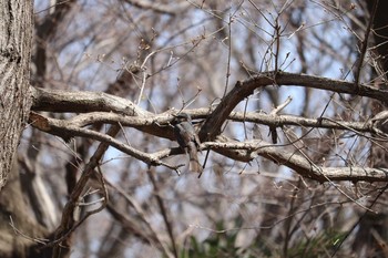 ヒヨドリ 玉川上水緑道 2020年3月17日(火)