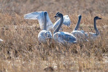 コハクチョウ 石川県加賀市 2019年12月25日(水)