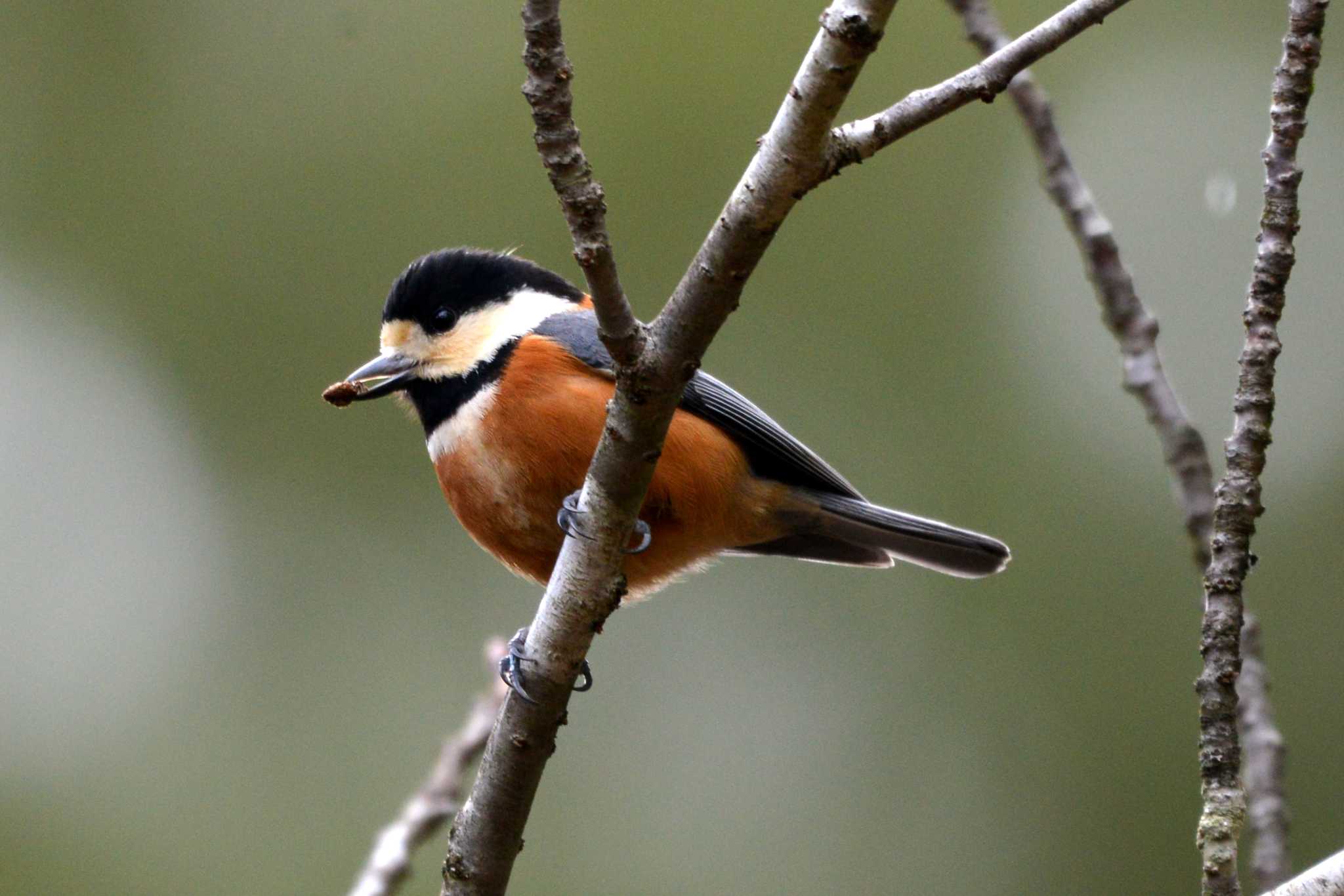 Photo of Varied Tit at 三河湖園地 by ポッちゃんのパパ