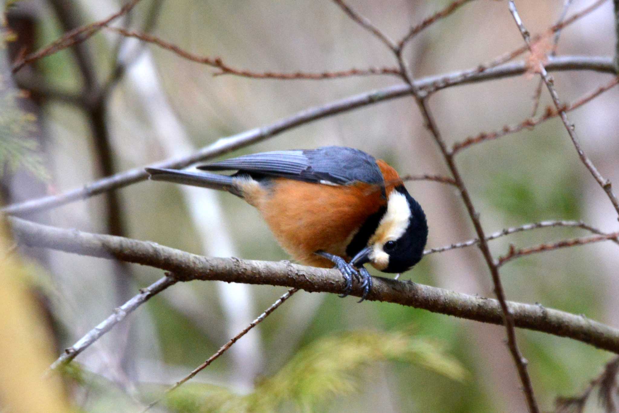 Photo of Varied Tit at 三河湖園地 by ポッちゃんのパパ