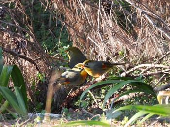 ソウシチョウ 昭和記念公園 2020年2月13日(木)