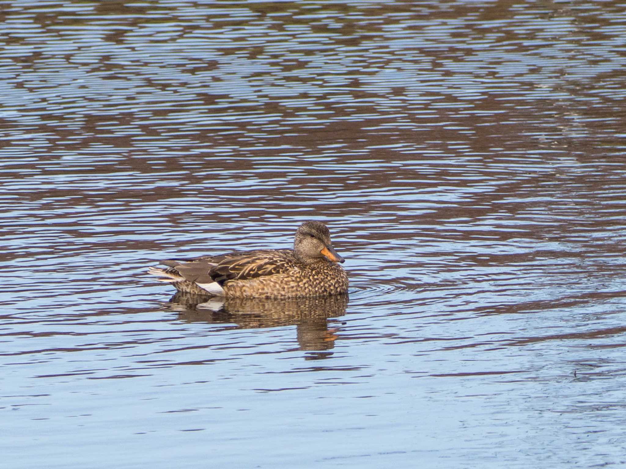 Photo of Gadwall at 蟹ヶ谷公園 by Tosh@Bird