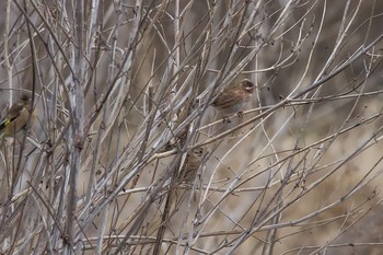 Pine Bunting