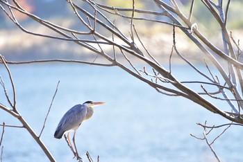 Black-crowned Night Heron Lake Kawaguchiko Sun, 11/17/2019