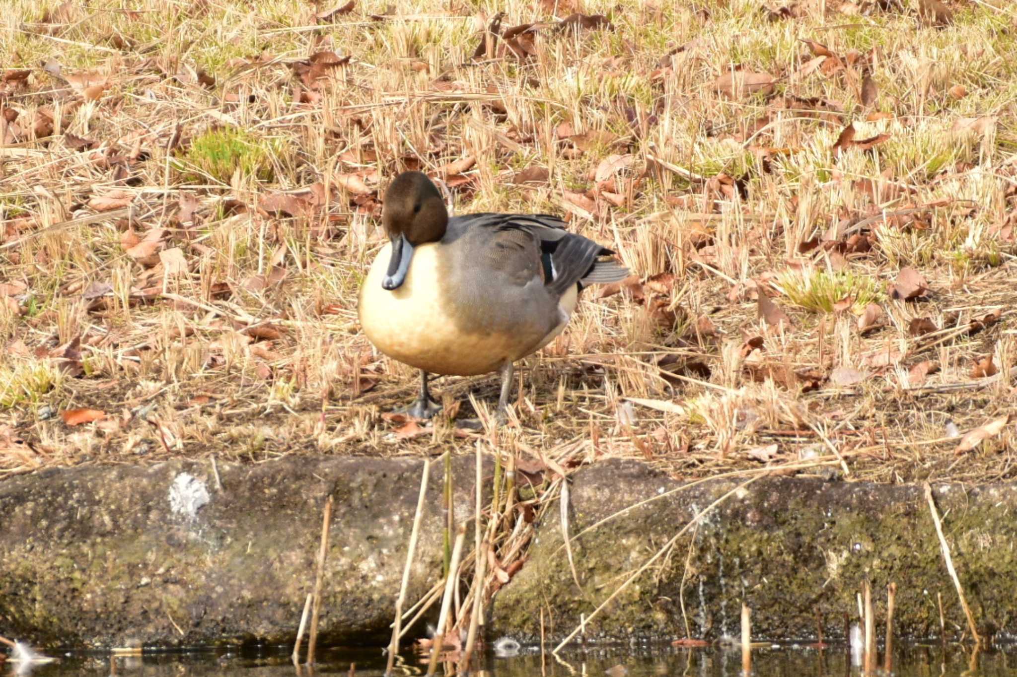 昭和記念公園 オナガガモの写真 by とり撮り4010