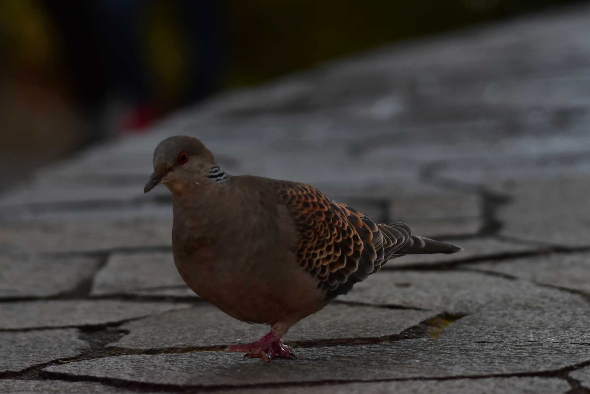 Photo of Oriental Turtle Dove at Mt. Takao by とり撮り4010