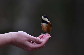 西湖野鳥の森公園の野鳥情報 バードウォッチングならzoopicker