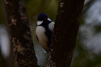 シジュウカラ 西湖野鳥の森公園 2020年2月29日(土)