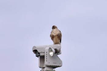 ノスリ 新横浜公園 2020年1月26日(日)