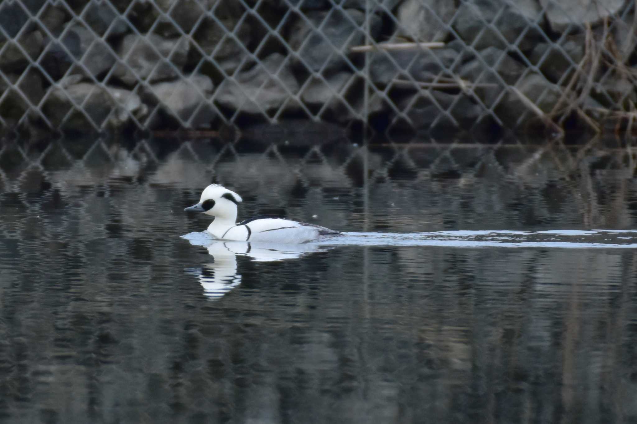 Photo of Smew at Shin-yokohama Park by とり撮り4010