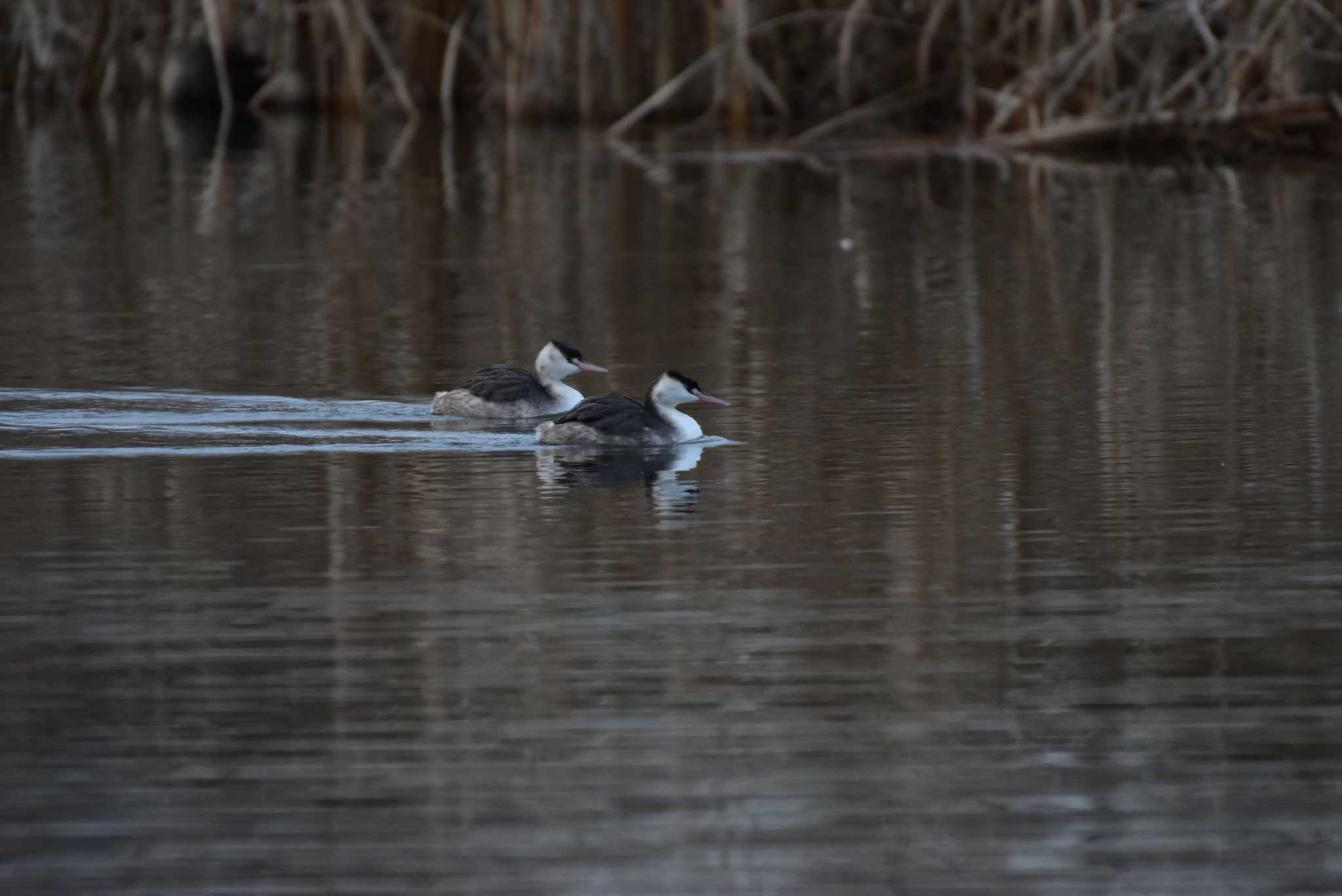 Photo of Great Crested Grebe at Shin-yokohama Park by とり撮り4010